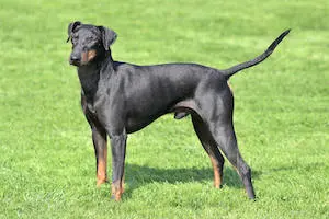 Manchester Terrier